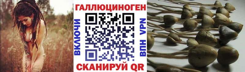 закладки  Киселёвск  Галлюциногенные грибы Cubensis 